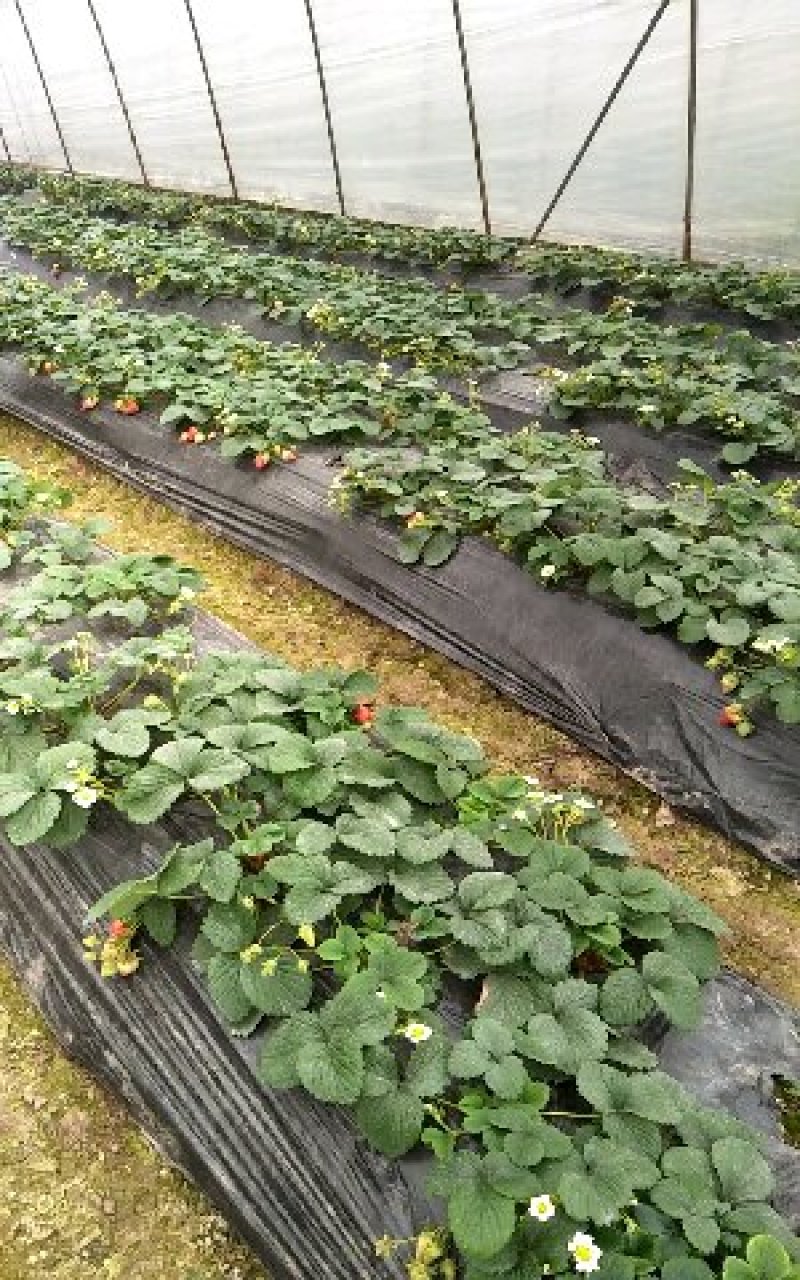 妙香七号草莓苗基地直发品种纯正成活率高