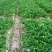 妙香七号草莓苗基地直发品种纯正成活率高