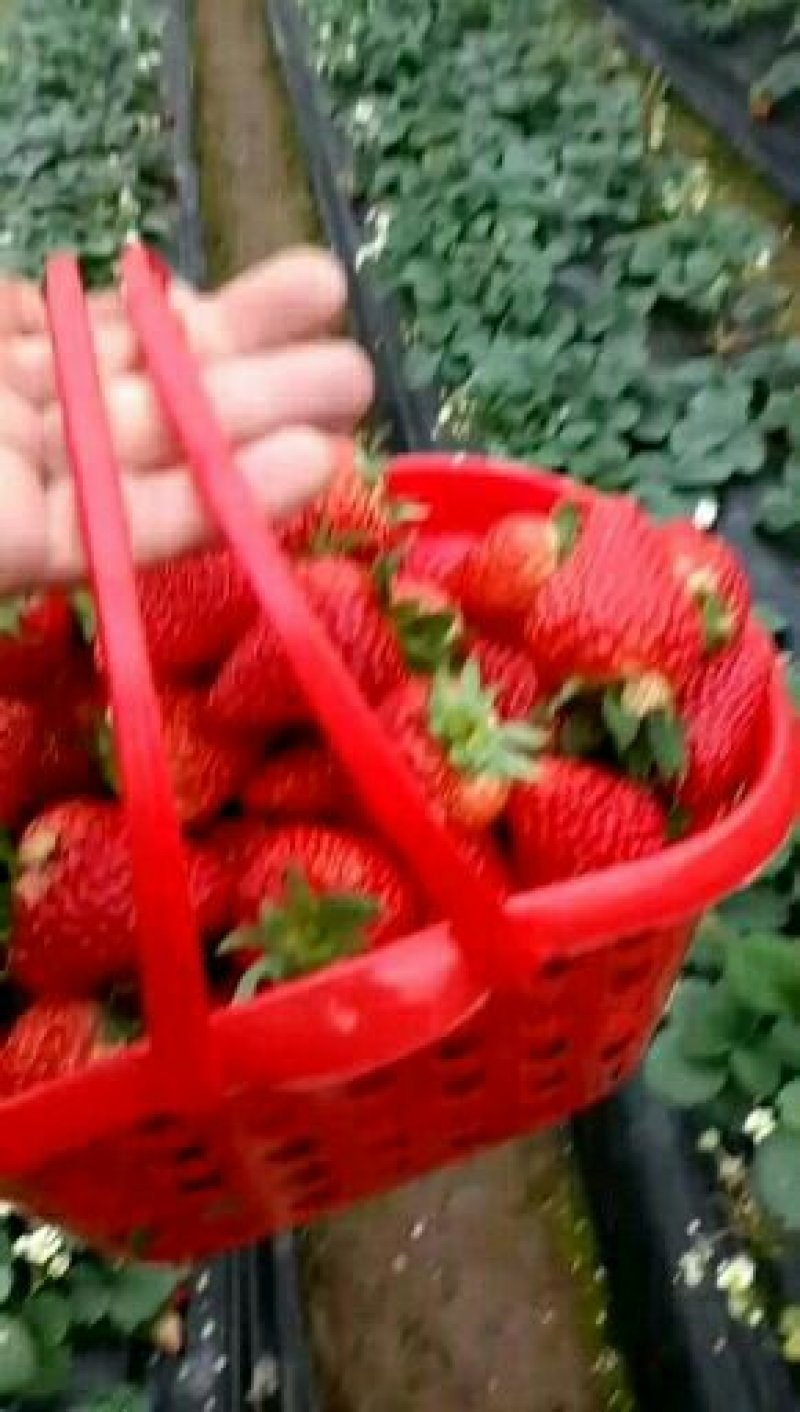 妙香七号草莓苗基地直发品种纯正成活率高