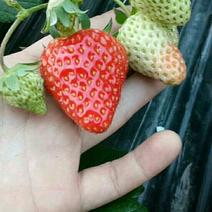 红玉草莓苗无病无水淹，代替红颜品种