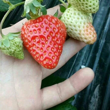 红玉草莓苗无病无水淹，代替红颜品种