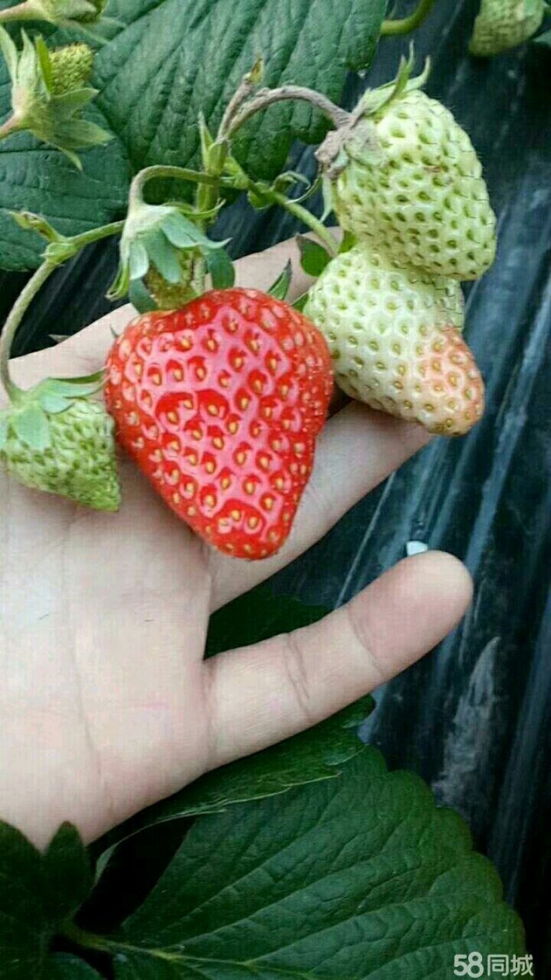 红玉草莓苗无病无水淹，代替红颜品种