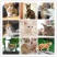 家养小猫咪活体便宜宠物小猫幼崽橘猫狸猫黑猫农村土猫活物田