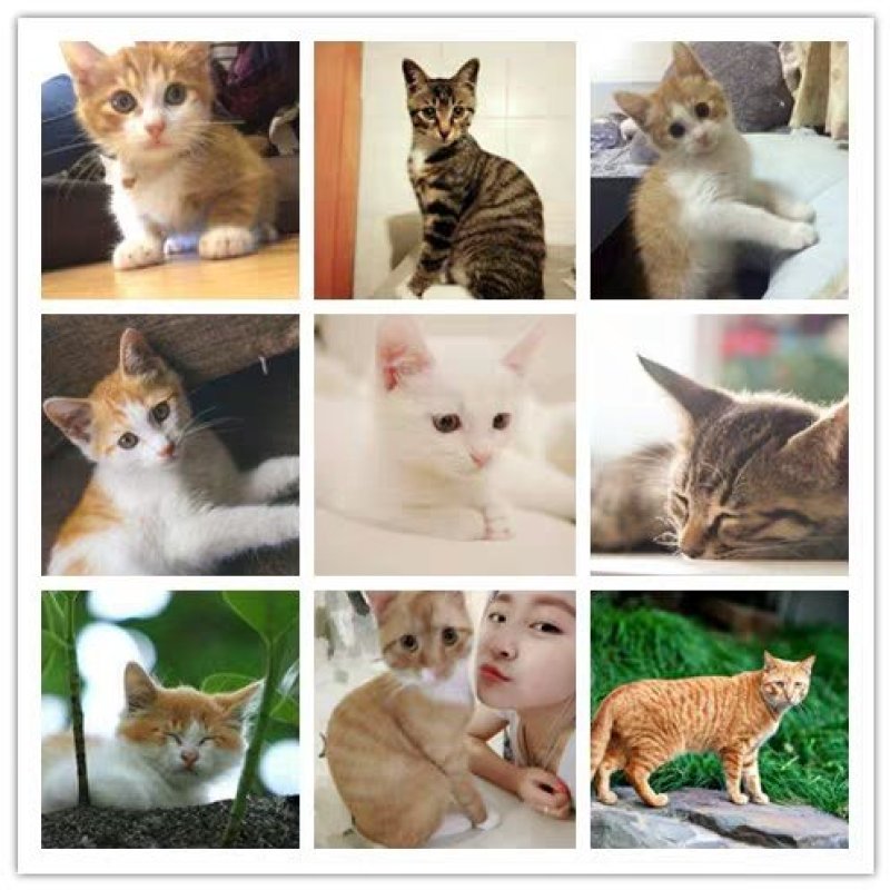 家养小猫咪活体便宜宠物小猫幼崽橘猫狸猫黑猫农村土猫活物田
