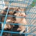家养小猫咪活体便宜宠物小猫幼崽橘猫狸猫黑猫农村土猫活物田