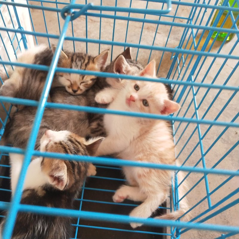 家养小猫咪活体便宜宠物小猫幼崽橘猫狸猫黑猫农村土猫活物田