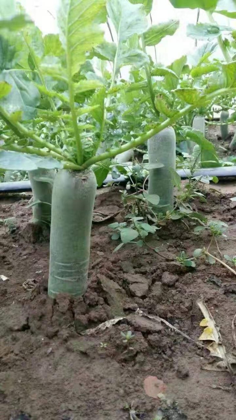 潍县萝卜，皮薄肉厚，脆甜爽口，食宿免费。