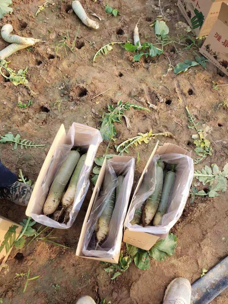 正宗潍县萝卜，支持打款发货，电商微商，超市