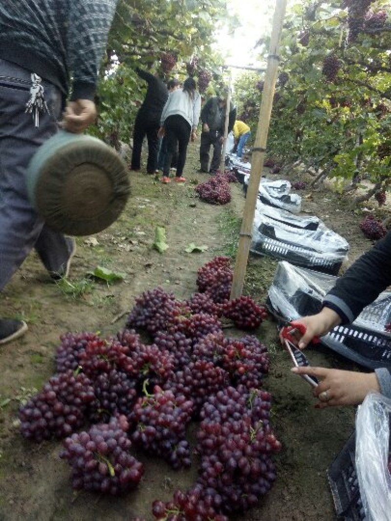 颜色红，串型好，颗粒匀称的克伦生葡萄大量上市