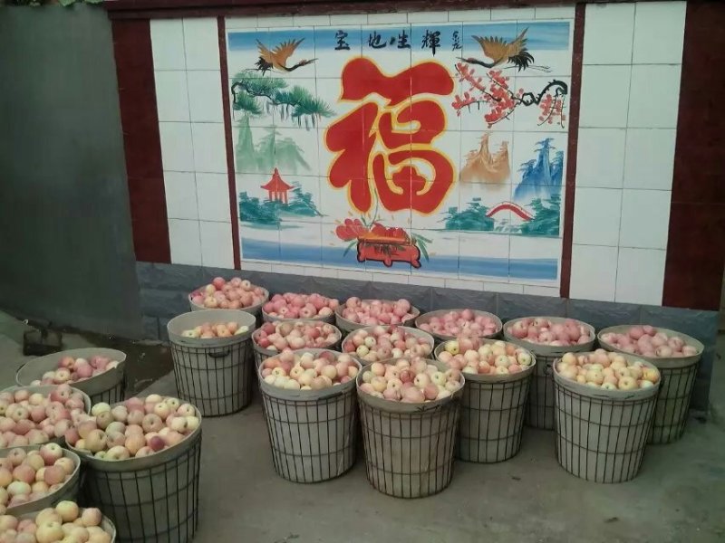 红富士苹果