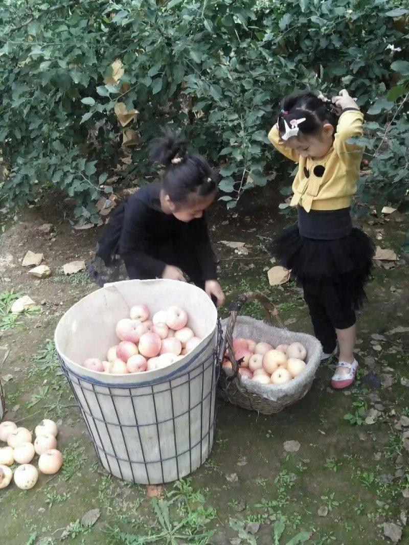 红富士苹果