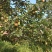 南果梨