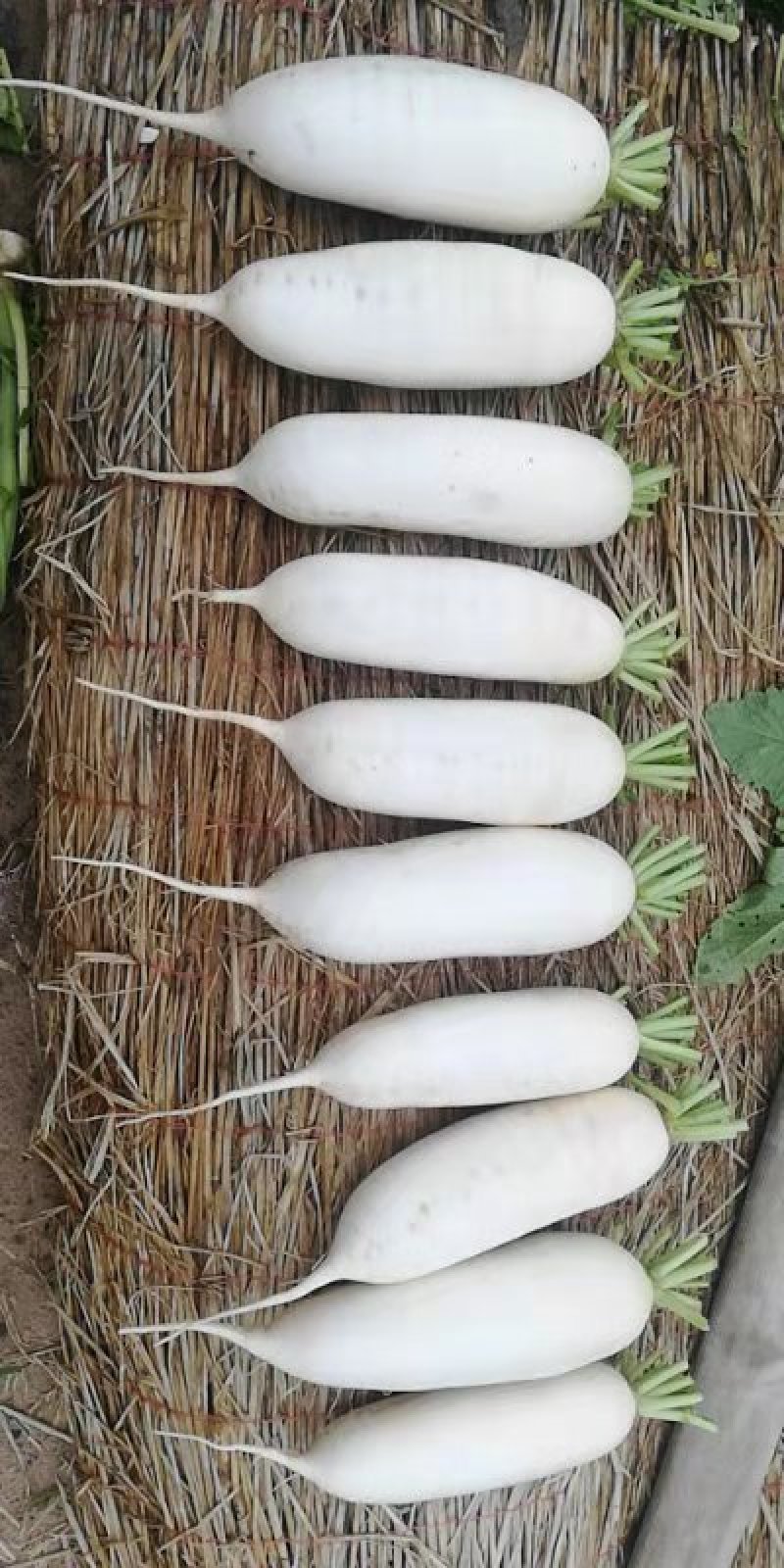 白萝卜
