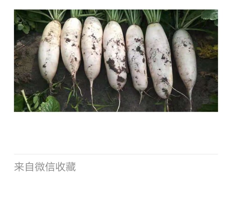 白萝卜