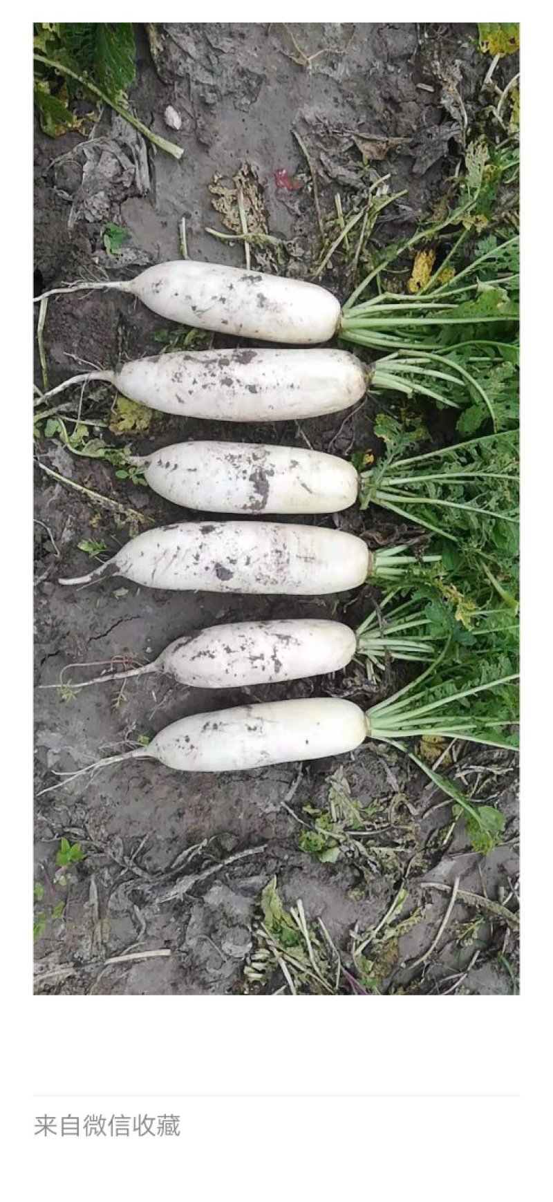 白萝卜