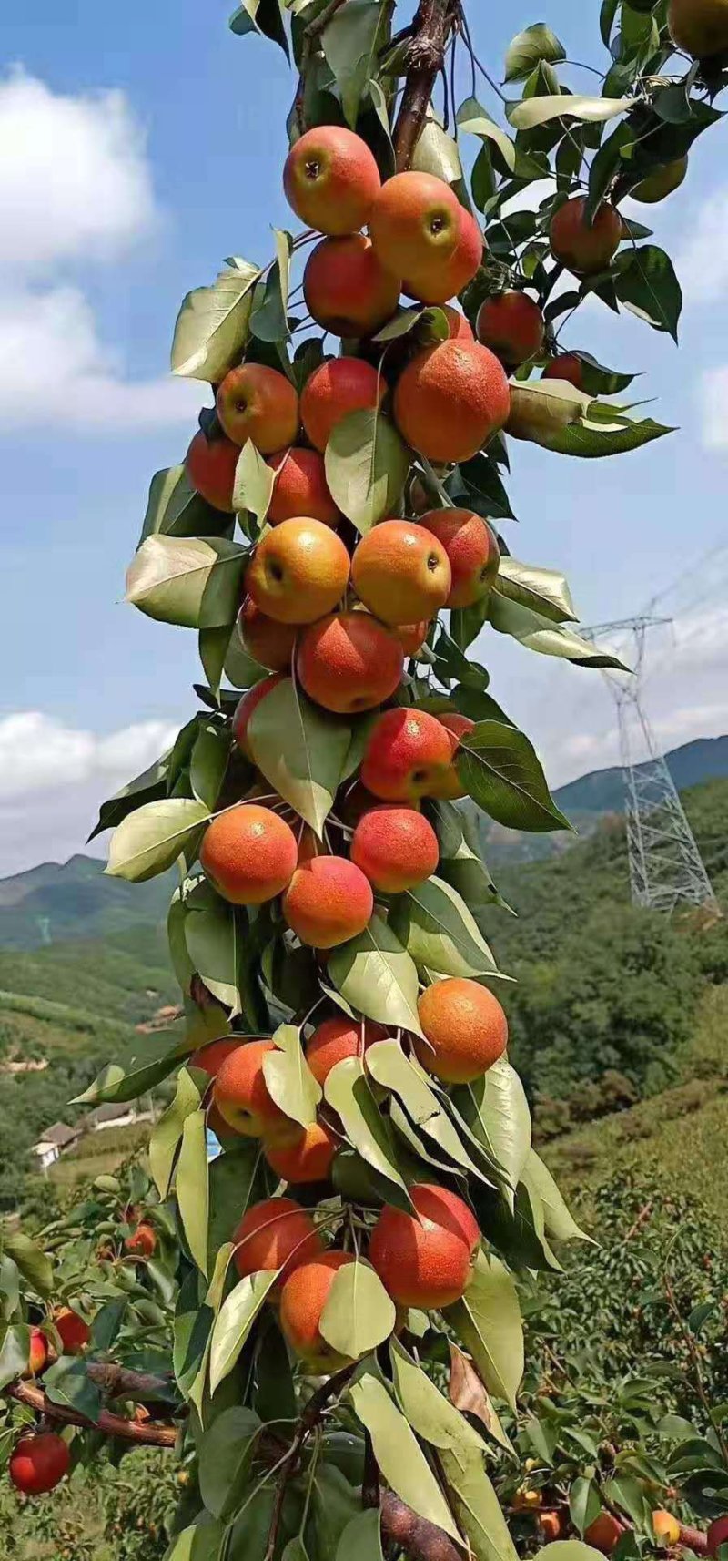 南果梨