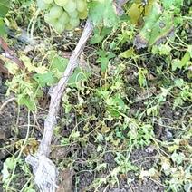 青提葡萄树三年苗出售