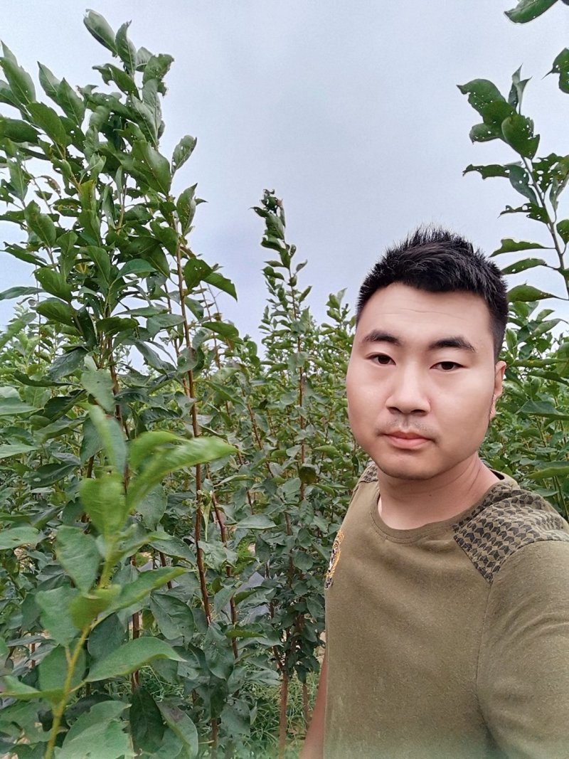 李子苗，保质保量，成活率高，包技术