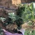 奶油草莓苗子现挖甜宝章姬草莓苗包成活率