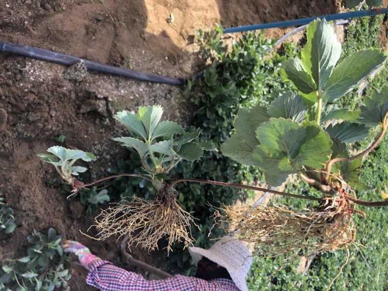 奶油草莓苗子现挖甜宝章姬草莓苗包成活率