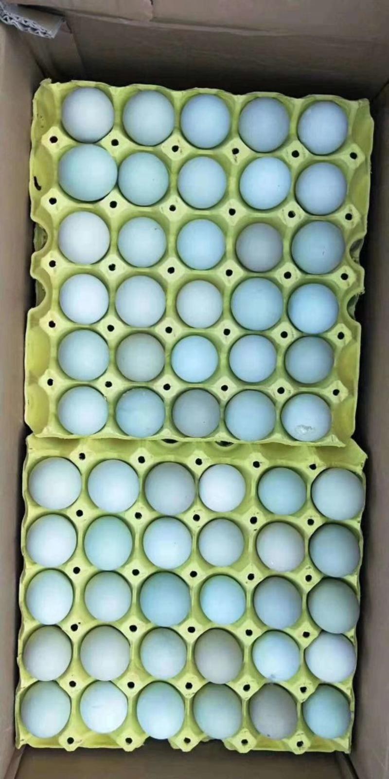 精品绿壳蛋，420枚/箱，日捡日发，全国物流