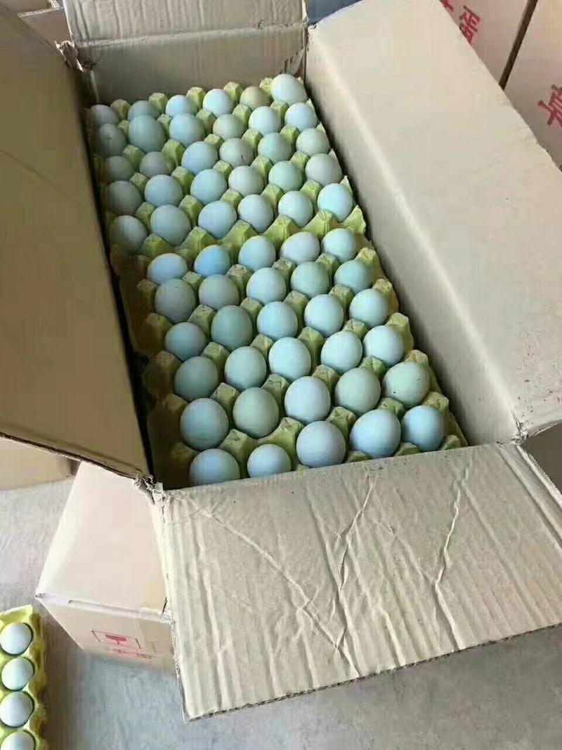 精品绿壳蛋，420枚/箱，日捡日发，全国物流