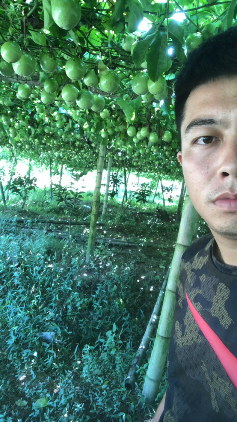 台湾芭乐香甜黄金百香果苗