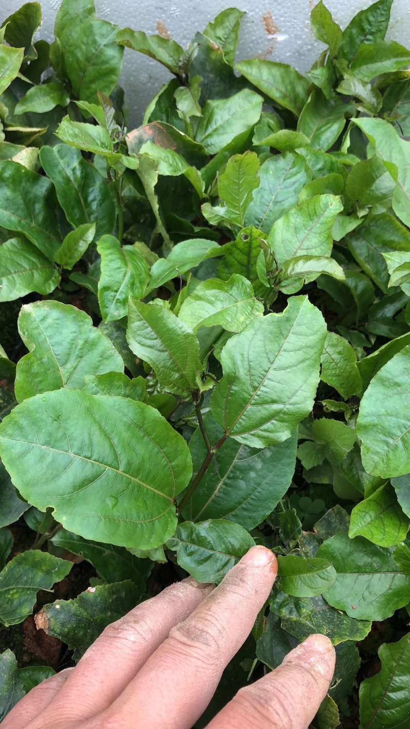 台湾芭乐香甜黄金百香果苗