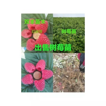 秋福树莓苗。基地直发。包成活率。价格低。量大优惠。服务好