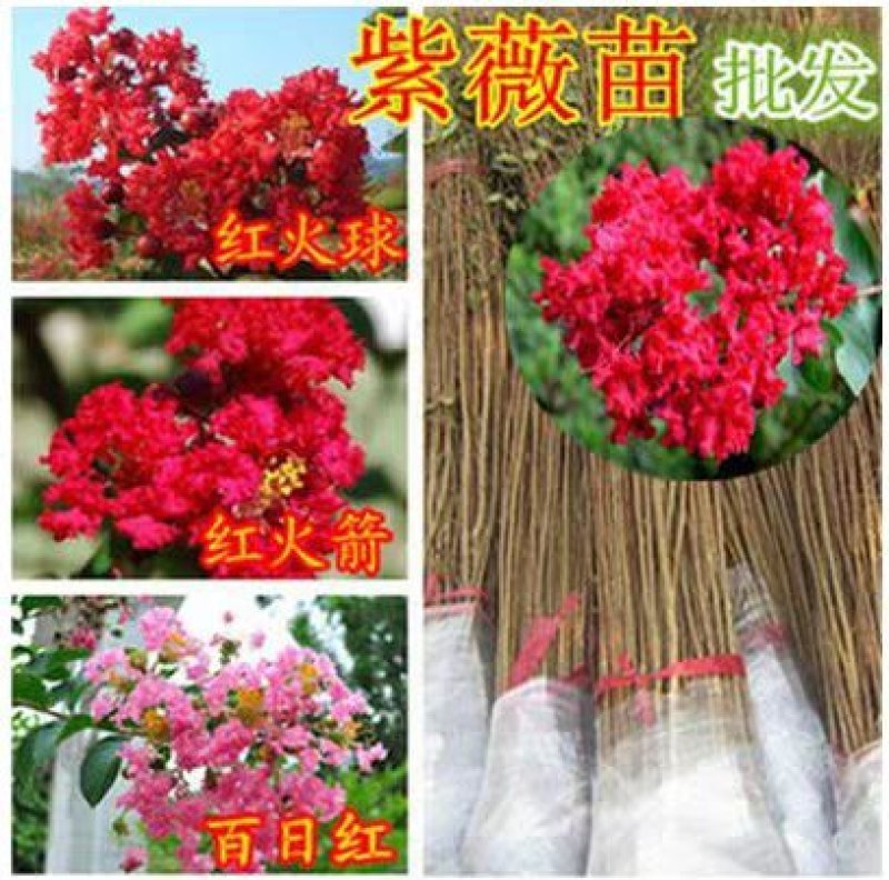 美国红火箭百日红紫薇苗【速生长速度快】南方北方都可以种植