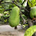 木瓜种子酸木瓜酸木瓜种子云南木瓜苗种子产地