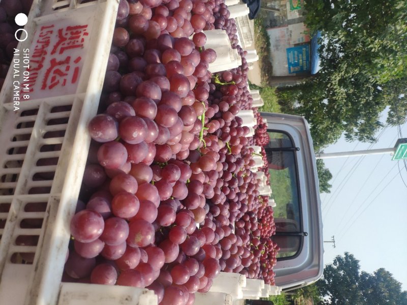 巨峰葡萄套袋巨峰质量好