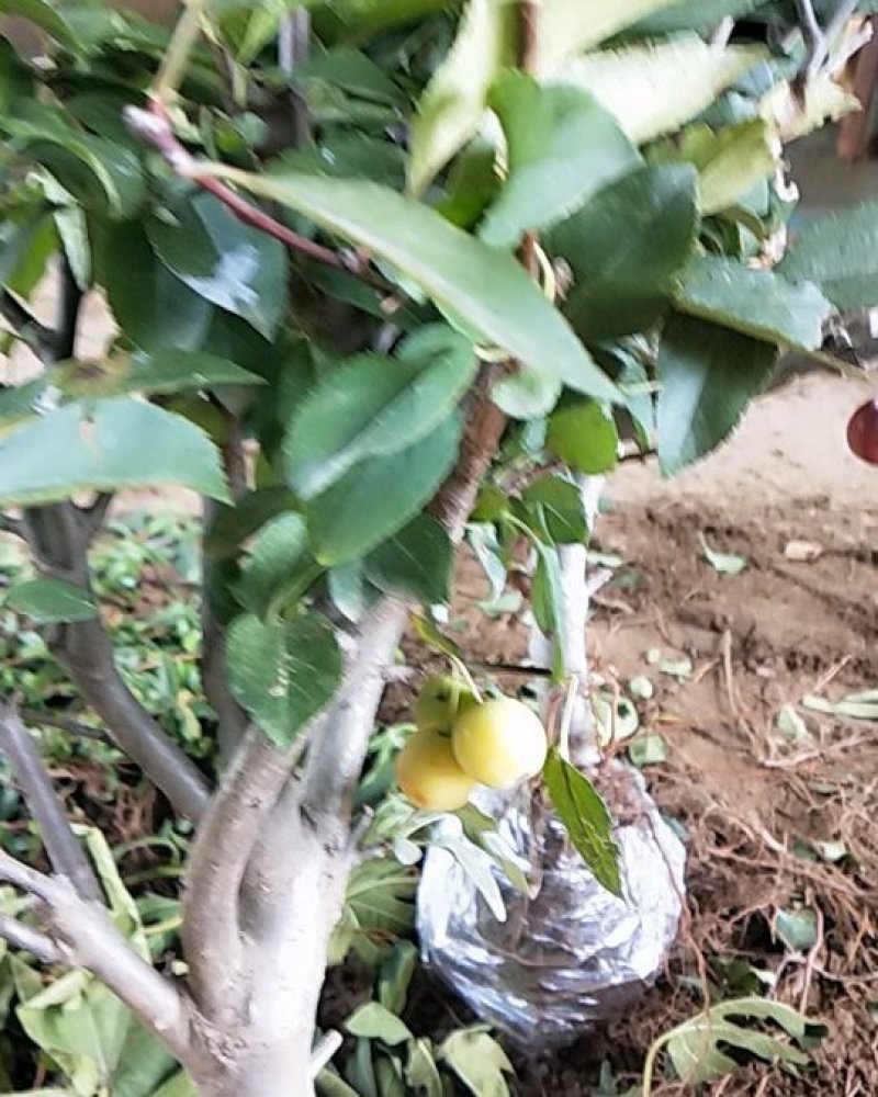 （热销海棠苗）长寿冠长寿乐西府海棠小雨点海棠花当年开花