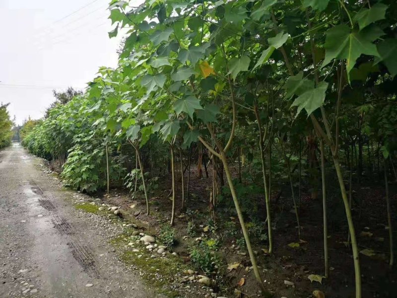 成都5公分木芙蓉，五公分独杆木芙蓉装车价
