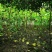 成都5公分木芙蓉，五公分独杆木芙蓉装车价