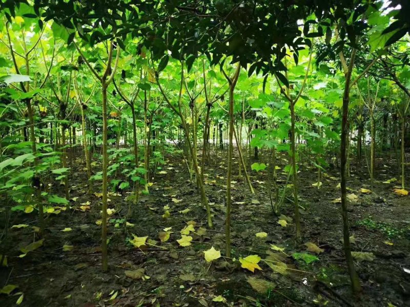 成都5公分木芙蓉，五公分独杆木芙蓉装车价