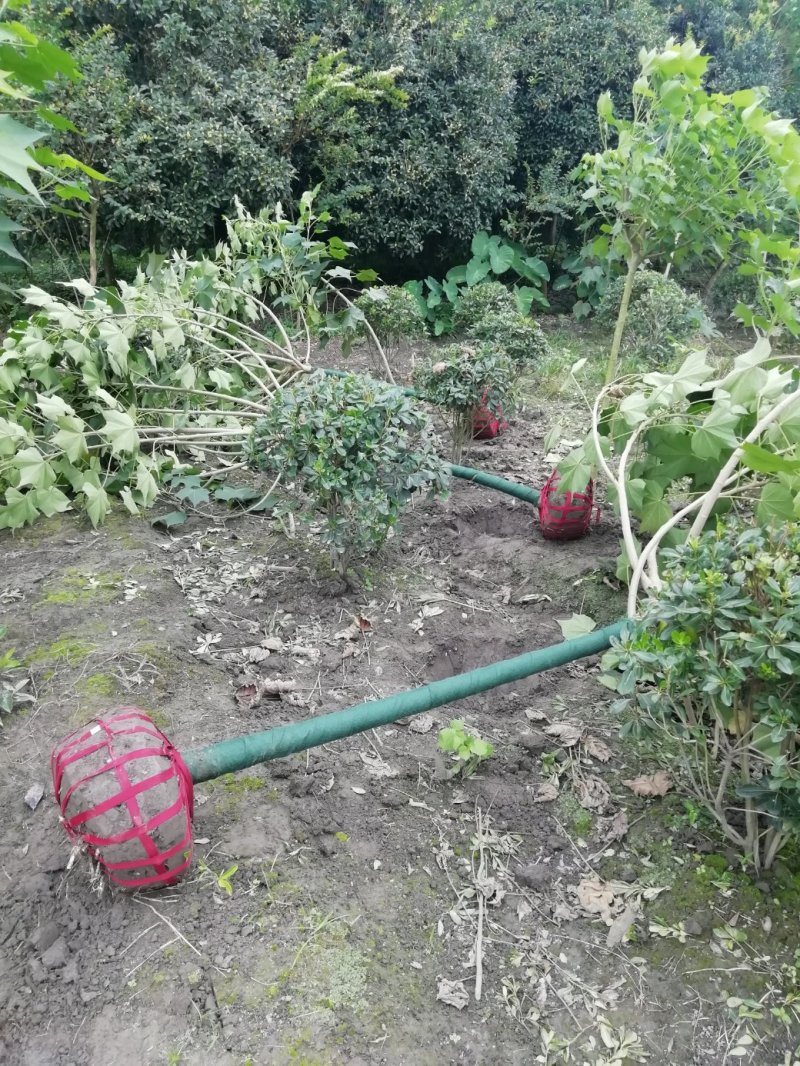 成都5公分木芙蓉，五公分独杆木芙蓉装车价