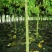 成都5公分木芙蓉，五公分独杆木芙蓉装车价