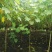 成都5公分木芙蓉，五公分独杆木芙蓉装车价