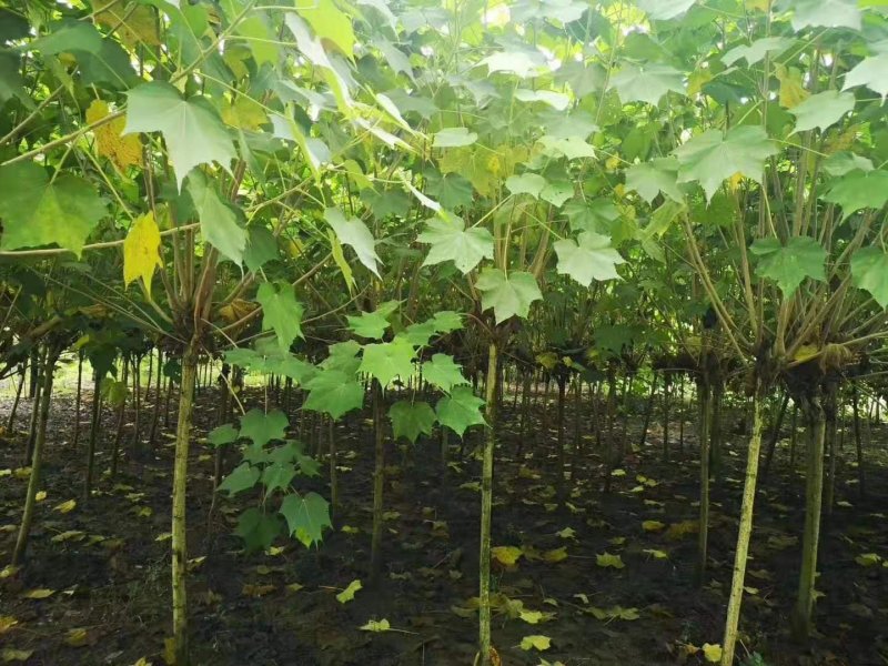 成都5公分木芙蓉，五公分独杆木芙蓉装车价