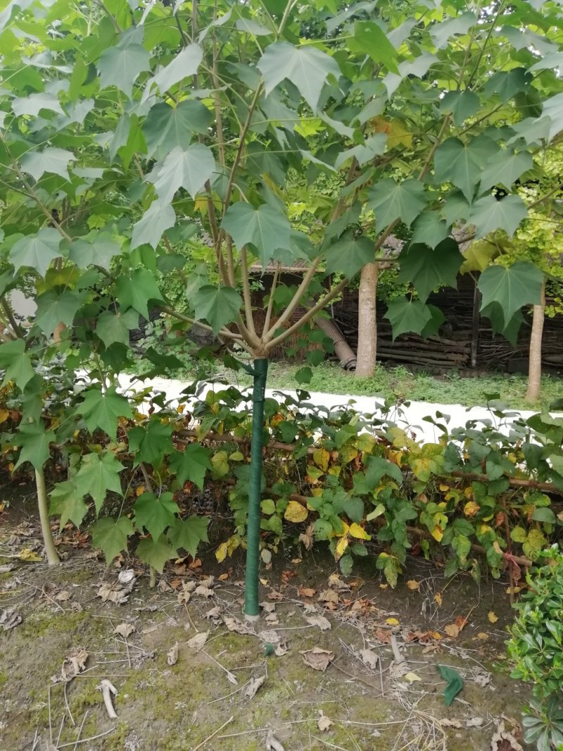 成都5公分木芙蓉，五公分独杆木芙蓉装车价