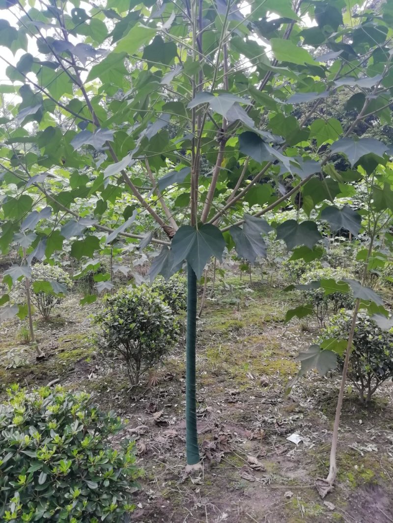 成都5公分木芙蓉，五公分独杆木芙蓉装车价
