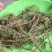 千层塔千余品种供应承接订单