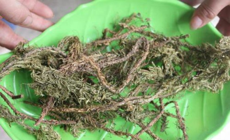 千层塔千余品种供应承接订单