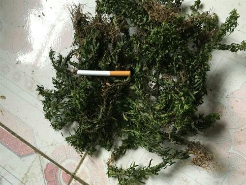 千层塔千余品种供应承接订单