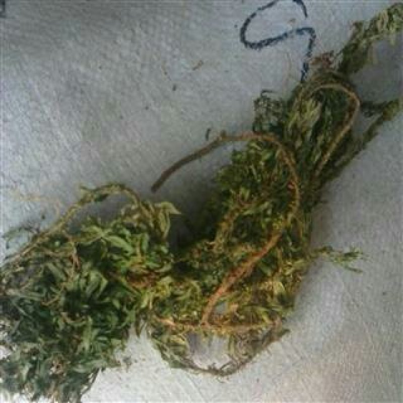 千层塔千余品种供应承接订单