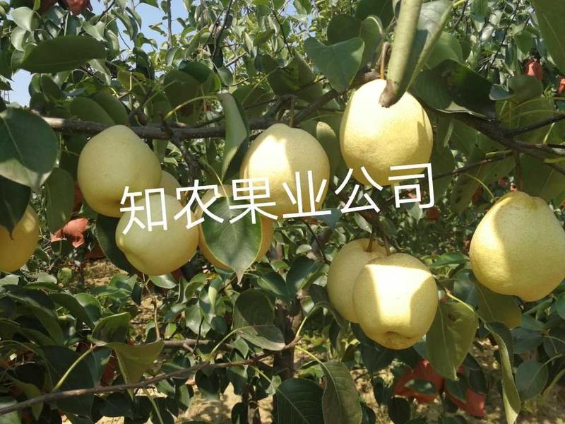 蒲城酥梨大量上市中-知农果业