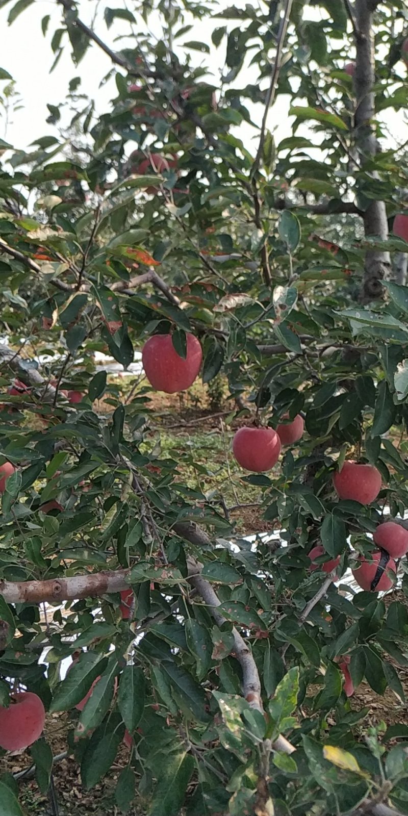 苹果