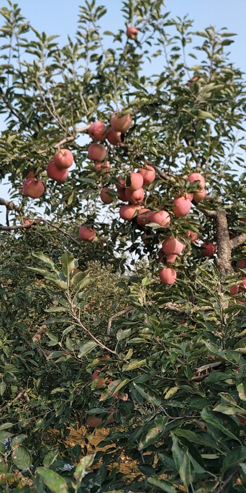 苹果