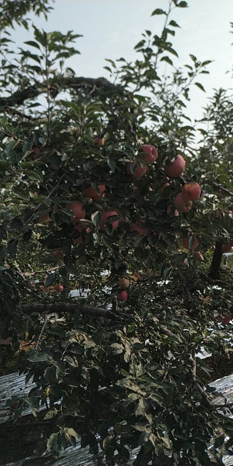 苹果